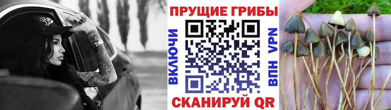 Галлюциногенные грибы MAGIC MUSHROOMS  Чердынь 